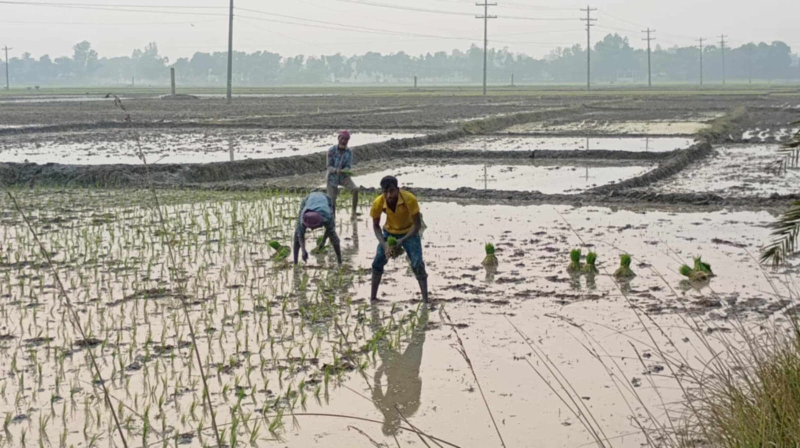 কৃত্রিম সার সংকট তৈরির অভিযোগ