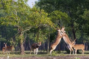 টাঙ্গাইলের 