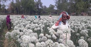 দিনাজপুরের ৫০ চাষির হাতে কালো সোনার সাফল্য