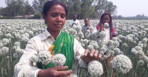 দিনাজপুরের ৫০ চাষির হাতে কালো সোনার সাফল্য