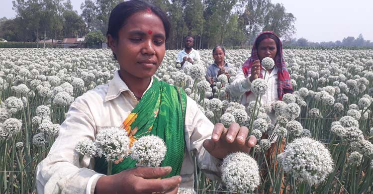 দিনাজপুরের ৫০ চাষির হাতে কালো সোনার সাফল্য – পেঁয়াজ বীজ